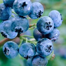 Vaccinium Cuttings - 4 Count - Evergreen Blueberry - Ornamental Shrub