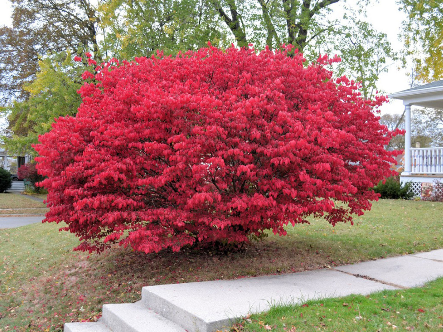 12 Burning Bush Unrooted Cuttings (Euonymus alatus) 6-8" | Dwarf Burning Bush, Ornamental Shrub for Landscaping