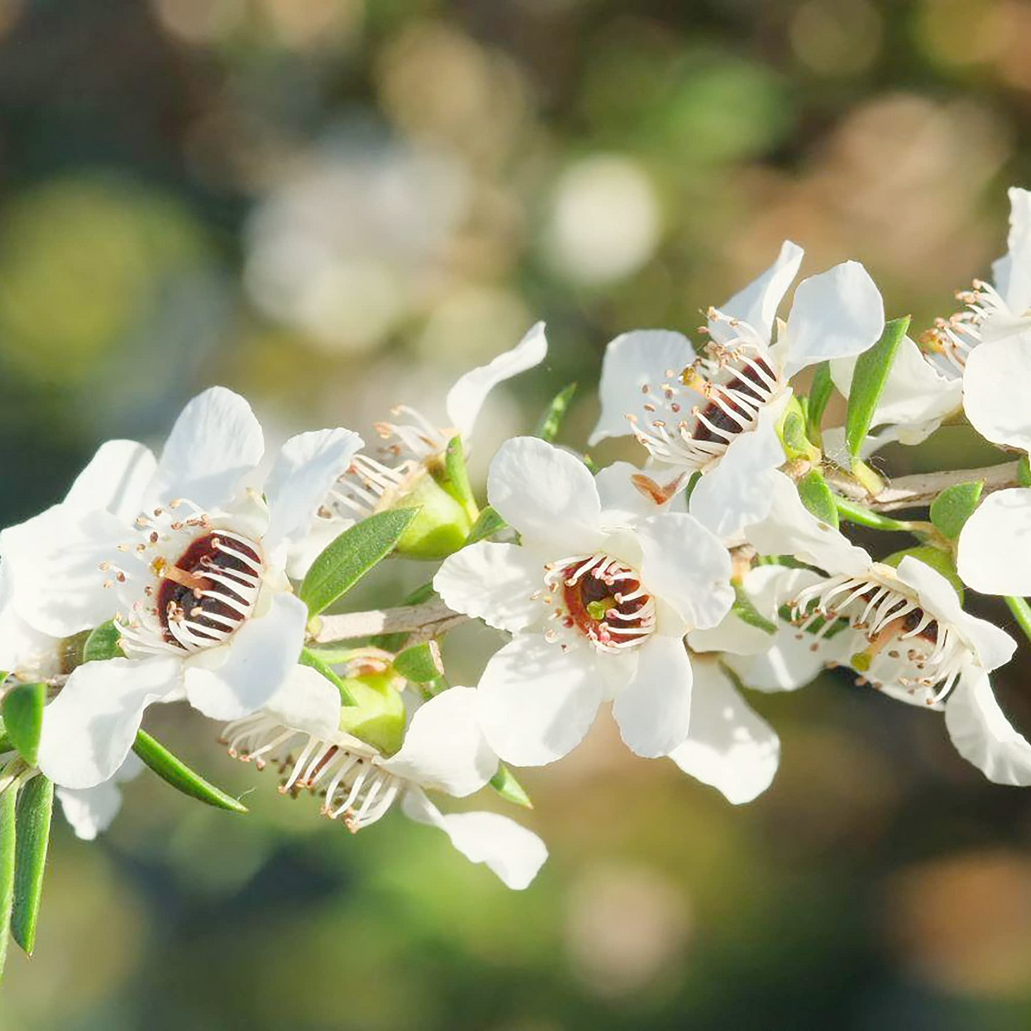 100 Manuka Tea Tree Seeds (Leptospermum scoparium), Honey Bush, New Zealand, Grow Your Own Manuka Honey, Hardy & Aromatic