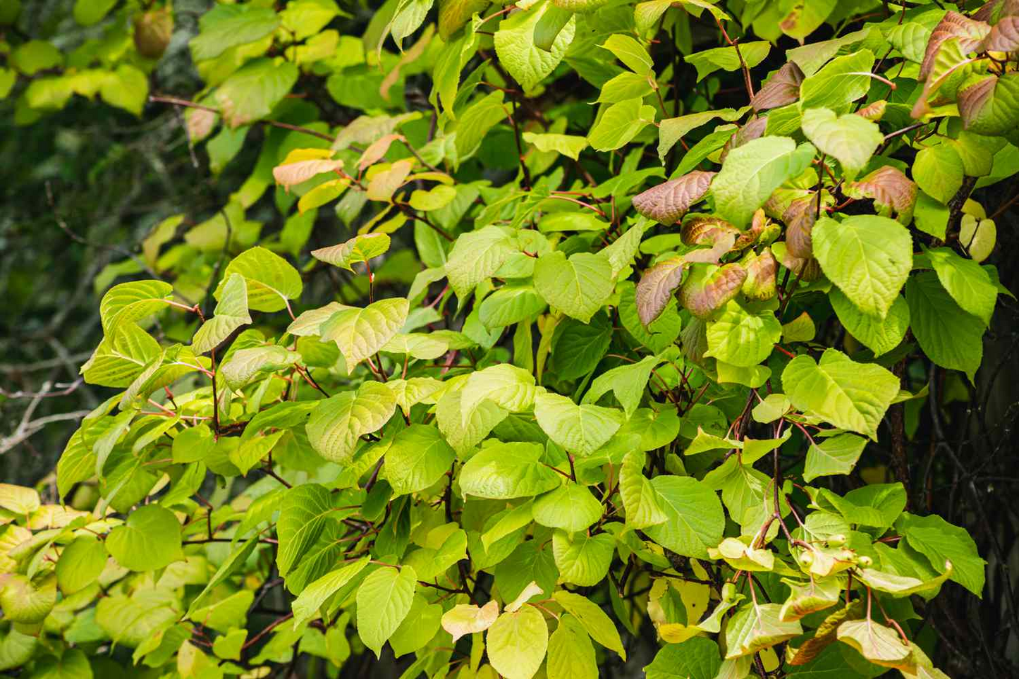 Hardy Arctic Kiwi Vine Cuttings | 6 Total (4F + 2M) | Actinidia arguta | Cold Hardy | Seedless Kiwi Plant for Garden