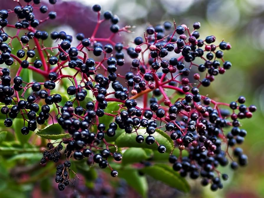 American Elderberry Cuttings - 10 Pack - Sambucus canadensis - Organic Appalachian Grown - Pollinator Magnet - Fast Growing Shrub
