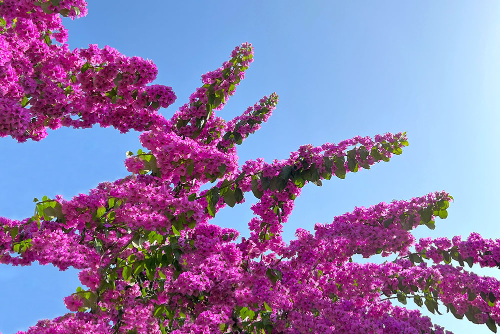 Bougainvillea spectabilis, 6" Fuchsia Pink Unrooted Cuttings, Tropical Vine, USDA Zones 9-11