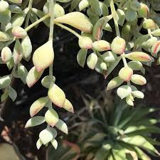 Cotyledon pendens Cuttings, 4 Unrooted Succulent Stems, Trailing Plant, USDA Zones 9-11