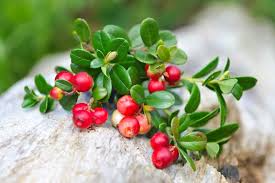 Lingonberry Plant Rhizomes - 4 Live Wild Alaskan Vaccinium Vitis-Idaea Roots - Acid-Loving Evergreen Groundcover - Zone 2-7 Hardy