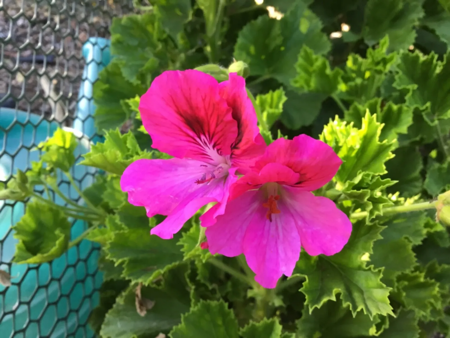 Geranium Pink/Purple 3 Fresh Organic Healthy Cuttings for Rooting | Pelargonium Plants