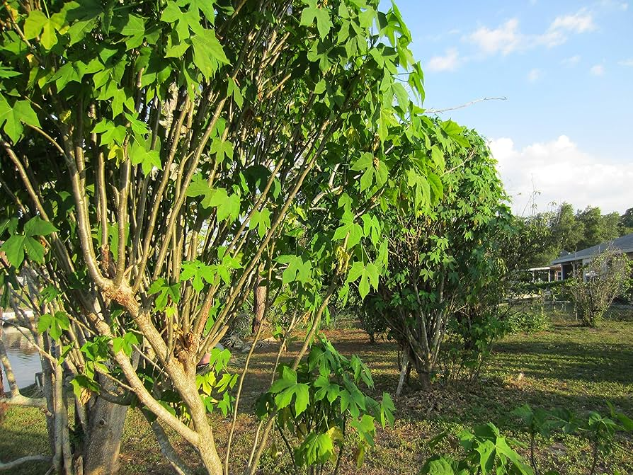 Chaya Cuttings, 3 Live Stems, 6-8", Cnidoscolus aconitifolius, Tropical Spinach Tree, USDA Zones 10-12