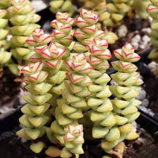 Crassula Tom Thumb Cuttings (2) - 3-4 Inch Succulent - White Spring Flowers