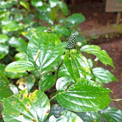 Piper Sarmentosum Plants, 6 Live Rooted Kaduk, Southeast Asian Culinary Herb, USDA Zones 10-12, Partial Shade