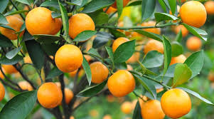 Calamansi Tree Cuttings - 3 Live Cuttings for Rooting/Grafting, Citrus × microcarpa, USDA Zones 10-11