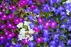 100 Cascade Lobelia Seed Mix, Colorful Trailing Perennial Flowers (Lobelia erinus), Hanging Baskets, Garden, Low-Maintenance, Summer Blooms