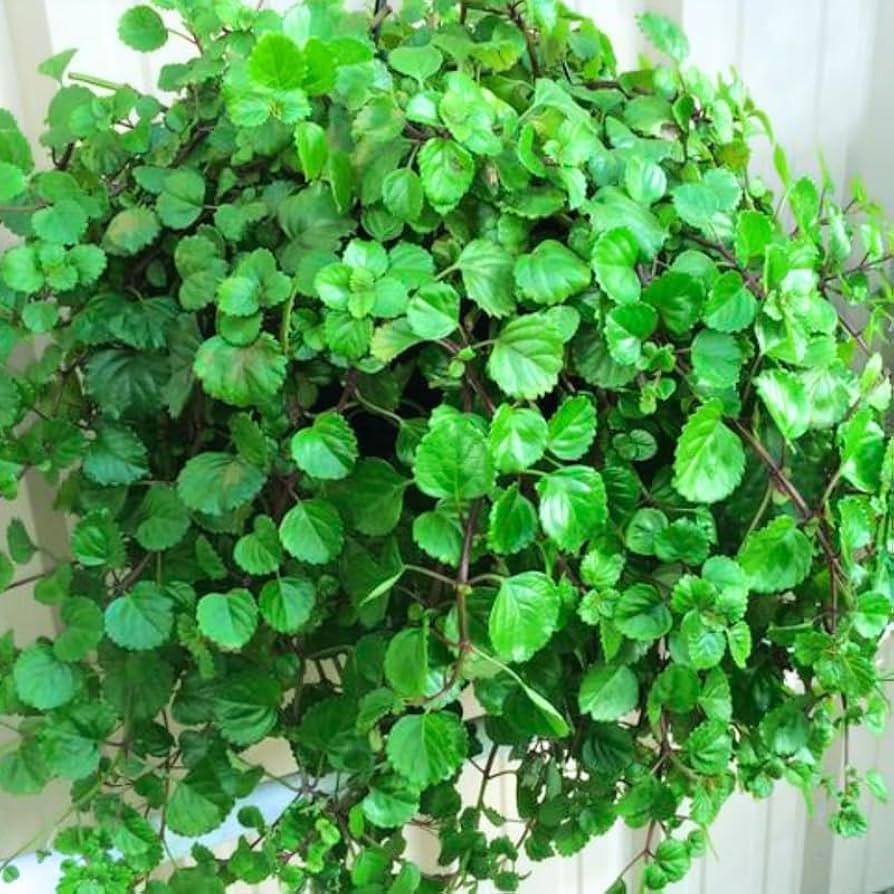 Organic Swedish Ivy Cuttings - 10 Pothos-Like Trailers, Fast Growing Houseplant, Low Light Tolerant, Hanging or Ground Cover, Easy Care