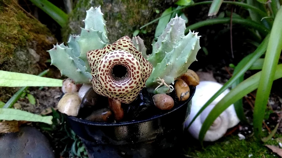 Huernia Hybrid G5 Cuttings (2) - Rare Succulent - Maroon/Yellow Starfish Flowers