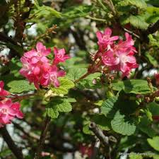 10 Red Flowering Currant Shrub Seeds (Ribes sanguineum), Ornamental Hedge Bush, Hardy Flowering, Spring Blooms for Garden & Landscaping