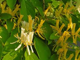Japanese Honeysuckle Cuttings, Lonicera japonica, 10 Live Vine Clippings, Fragrant Flowers, USDA Zones 4-9