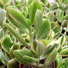 5 Cuttings Crassula Ovata Variegated Jade Lemon Lime Tri-Color Succulent Cactus