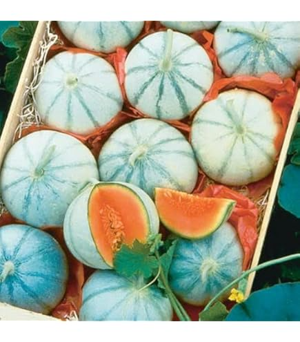 10 Rare Silver Fox Melon Seeds | Bright Striped Heirloom Melon | Sweet Summer Fruit for Garden Beds & Warm Climates | Non-GMO