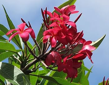 Plumeria Cuttings - Miami Rose Variety, 12-14 Inch Cuttings, Frangipani Plant Propagation