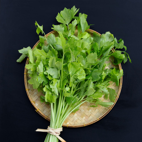 1350 Seeds Chinese Celery Kintsai Dark Green – Apium graveolens | Heirloom Celery for Planting, Gardening & Fresh Culinary Use