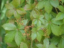 Virginia Creeper Vine Cuttings, Parthenocissus quinquefolia, 12 Rooted Clippings, Native Climbing Vine, USDA Zones 3-9