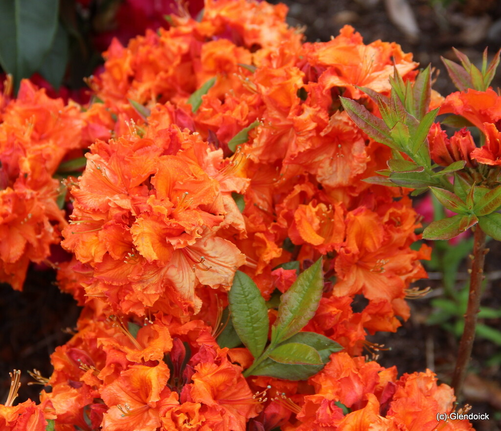 Gibraltar Deciduous Azalea Rhododendron Starter Plant Rooted Well-Draining Soil Partial Sun