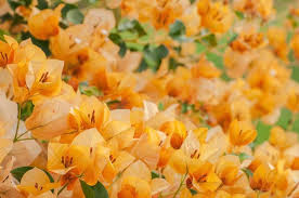 Bougainvillea California Gold Live Plant Gold Blooms Drought Tolerant USDA Zones 9-11