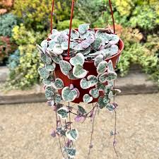 Variegated String of Arrows Cuttings, Ceropegia woodii 'Variegata', Propagation Cup, Trailing Succulent, Rare Variety