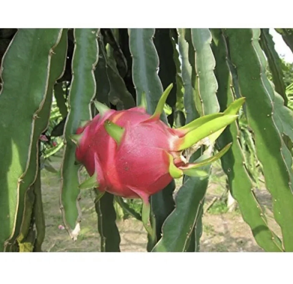 Vietnam White Dragon Fruit Cuttings - 8” to 24” Rare Pitaya, Fast-Growing, Sweet Tropical Fruit, Self-Pollinating, Exotic Cactus Climber