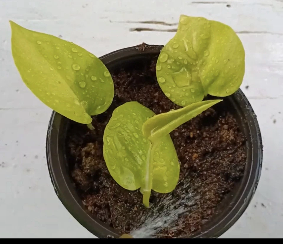 2x 10” Rooted Pothos Cuttings | Neon Golden Queen Jade Philodendron Plant | Easy Care Houseplant, Indoor Vine, for Decor & Propagation