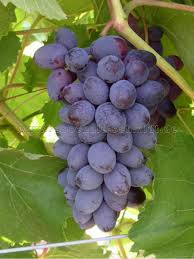 Vitis 'Jupiter' Cuttings, 5 Seedless Grape Stems, Table Grape Vine, USDA Zones 6-9