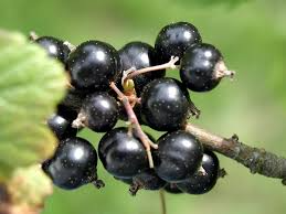 Ribes nigrum Seeds - 25 Count - Black Currant - Alaska Grown - Zone 3 Hardy