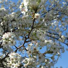 Cleveland Pear 10 Unoot Cuttings - Ornamental Pear Tree - Pyrus calleryana - Fast Growing Shade Tree - White Spring Blooms -