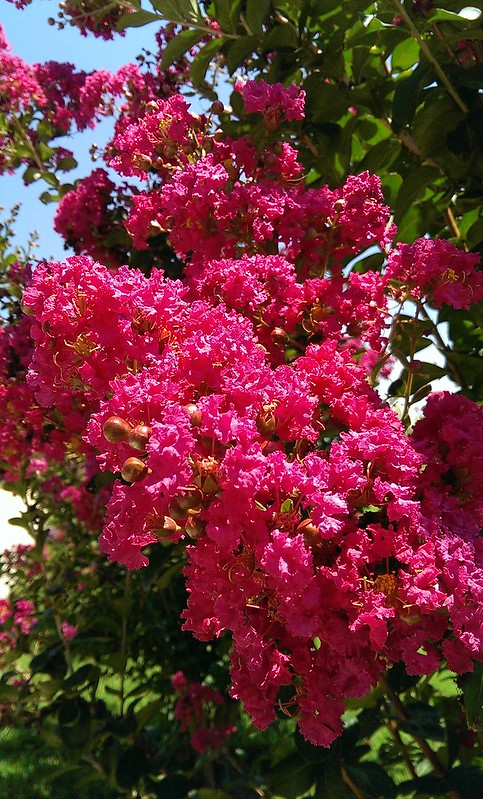 Lagerstroemia 'Hot Pink' - 2 Rooted Cuttings, 6" Tall, Bare Root, Dormant