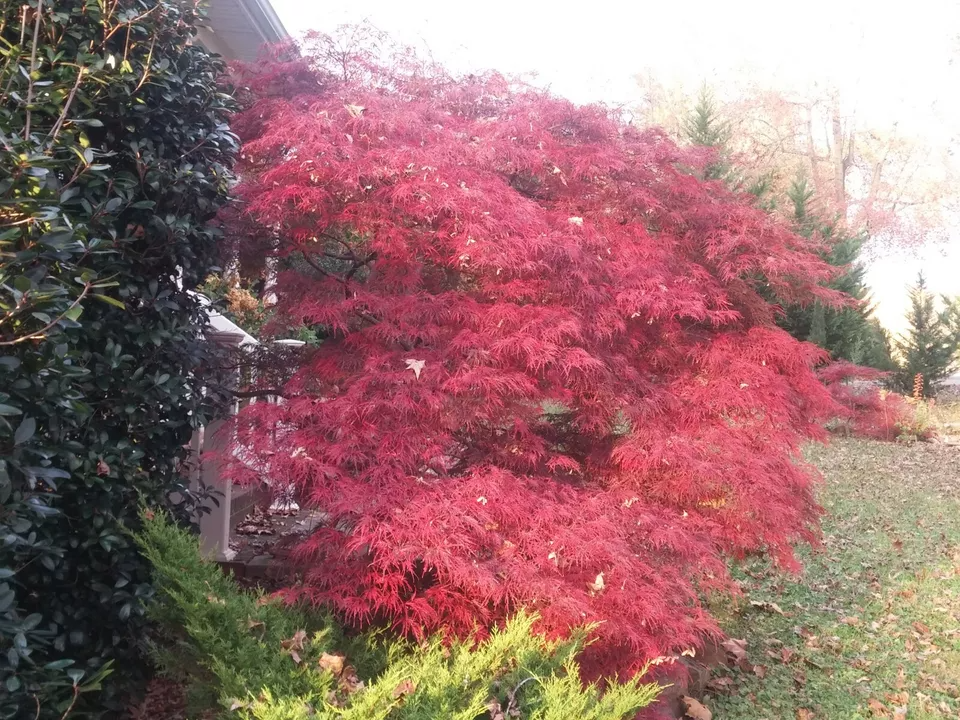 Japanese Maple 'Garnet' Cuttings - 8 Pcs (4+4) for Rooting/Grafting, Award-Winning Weeping Tree, Red-Orange Foliage, Zones 5-9, Hardy