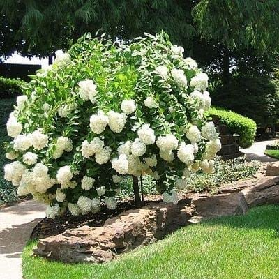 Pee Gee Hydrangea Bare Root Shrubs - 2 Live Plants, 1ft Tall, White to Pink Blooms, USDA Zones 3-8
