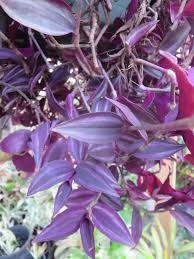 Tradescantia 'Burgundy' Cuttings - 8 Live Cuttings, Purple Wandering Jew, Houseplant Propagation