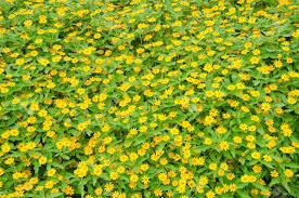 Wedelia Trilobata Cuttings, 12 Rooted Vine Starts, Yellow-Orange Flowers, Ground Cover Plant, USDA Zones 8-11