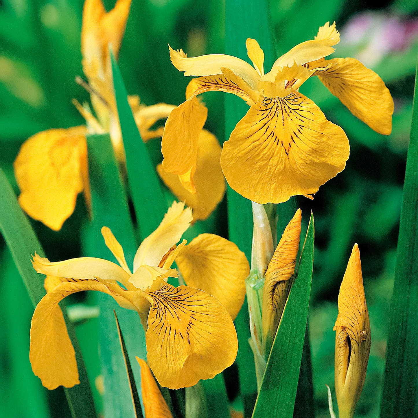 Yellow Water Iris Plants - 5 Bare Root Bog Plants, Pond Marginal, Wet Soil, Hardy Perennial, Zones 3-9, Deer-Resistant, Fast Grower