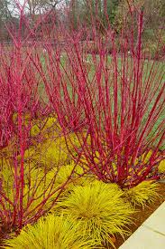Red Osier Dogwood Cuttings - 30 Live 12-inch Stems, Cornus sericea, USDA Zones 3-8