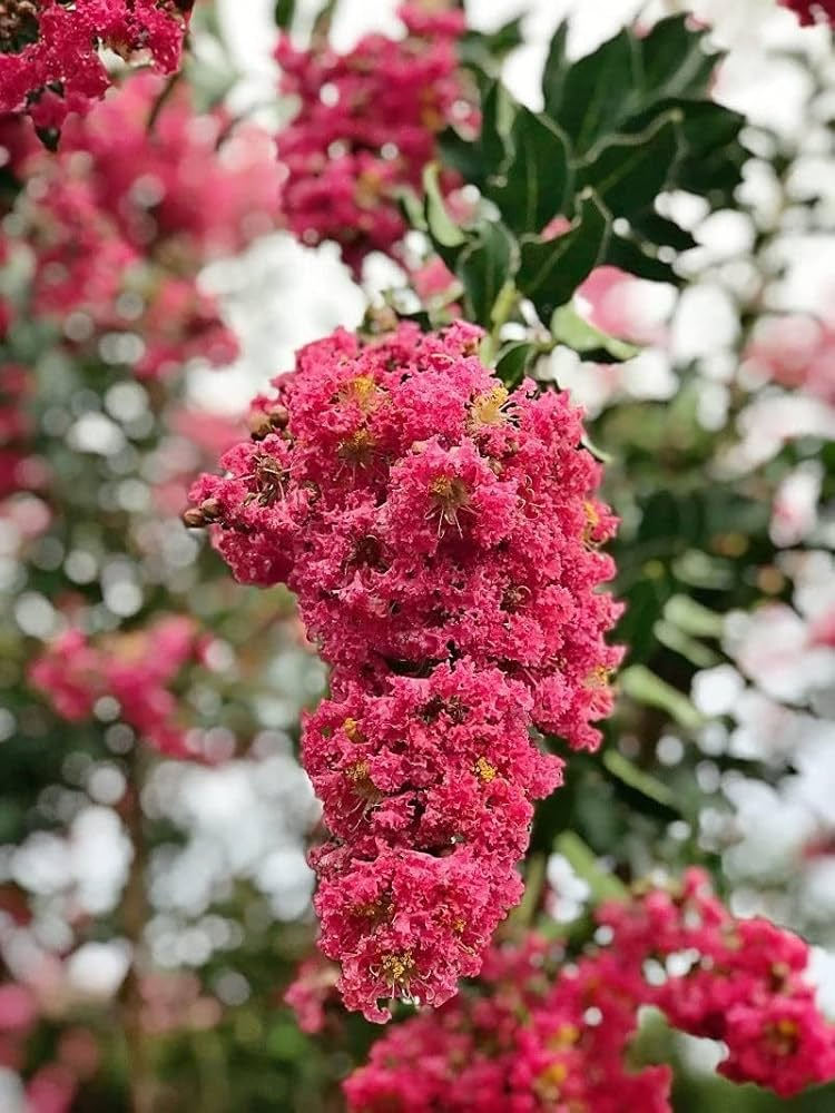 Pink Crape Myrtle (Lagerstroemia indica) 10 Live Clippings | Organic Wild Grown | Butterfly Magnet | Easy to Root