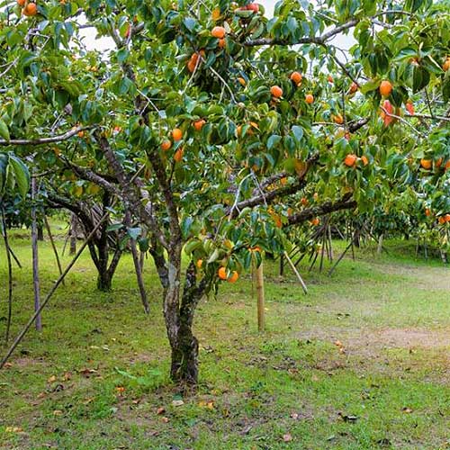 Persimmon Tree Cuttings - 3 Live Cuttings, Diospyros kaki, Rooting/Grafting, USDA Zones 6-11