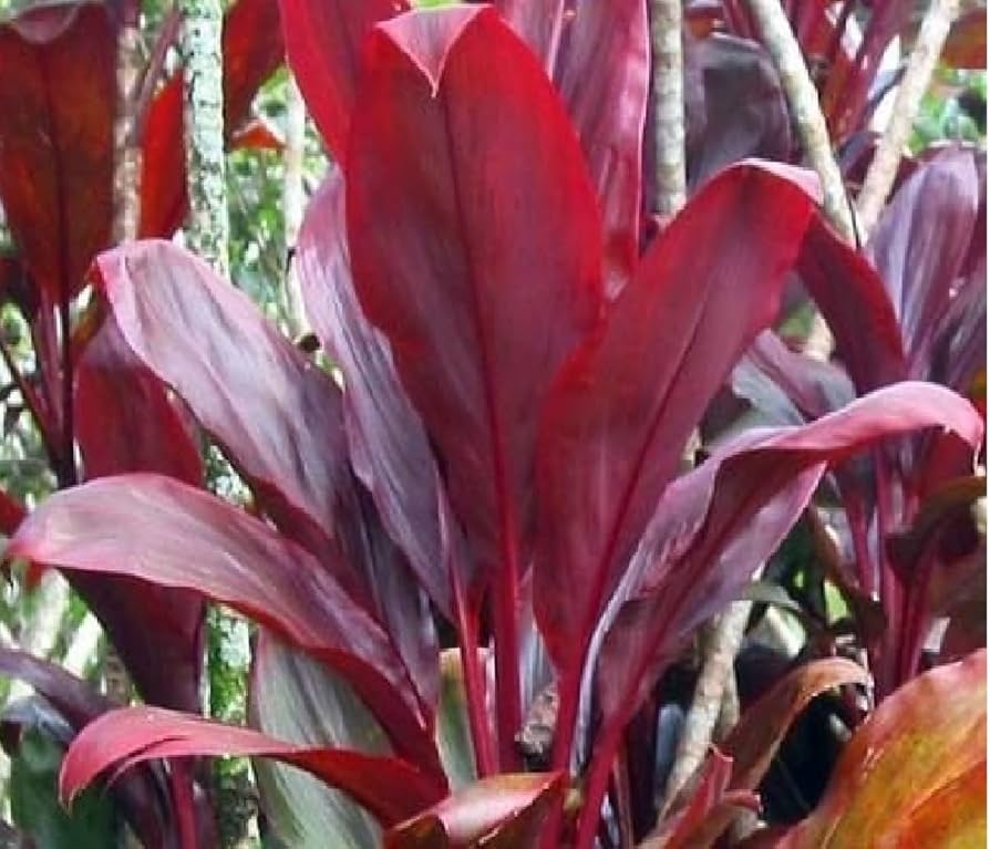 Red Ti Leaf Cuttings (3) - 6 Inch Starter Logs - Cordyline fruticosa - Hawaiian Grown