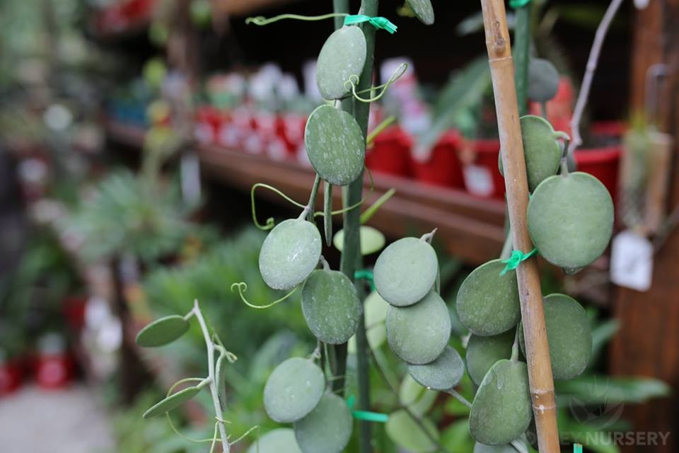 Xerosicyos danguyi Plant, Silver Dollar Vine, 4" Potted Cutting, Succulent Climber, USDA Zones 10-11
