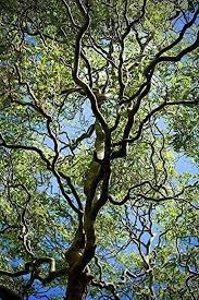 Corkscrew Willow Cuttings - 10 Live Cuttings, Salix matsudana 'Tortuosa', USDA Zones 3-10