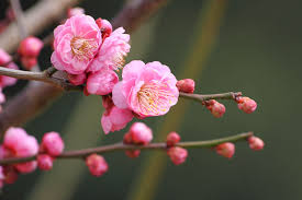 Prunus mume Cuttings - 4 Count - Japanese Flowering Apricot - Pink Blooms - Winter Flowering