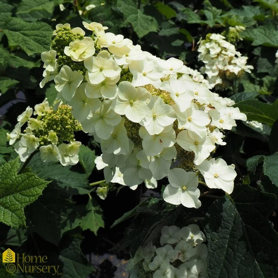 Hydrangea quercifolia Munchkin, 6 Rooted Cuttings, Oakleaf Hydrangea, Pink-White Blooms, USDA Zones 5-9
