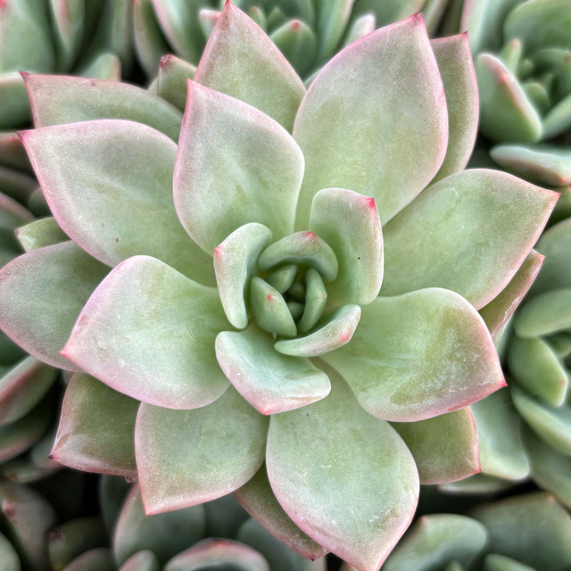 Echeveria Blue Sky 5 Succulent Cuttings Pink Leaves Rosette Form Drought Tolerant