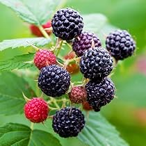 5 Black Hawk Raspberry Plants - Rubus occidentalis | 1–2 Year Old Hardy Live Fruit Plants | Sweet Black Raspberries for Garden