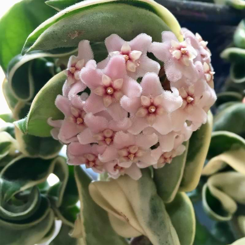 Hoya Hindu Rope Cuttings - 2 Unrooted 3" Stem Pieces - Hoya Compacta - Wax Plant Propagation