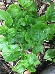 Brazilian Spinach (Sissoo / Samba Lettuce) – 4 Organic 4–5" Edible Cuttings | Alternanthera sissoo