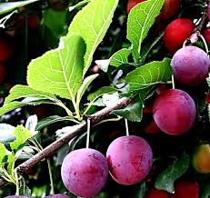 Wild Plum Cuttings - 12 Pack - Prunus americana - Hardy Native Fruit Tree - Pollinator Magnet -